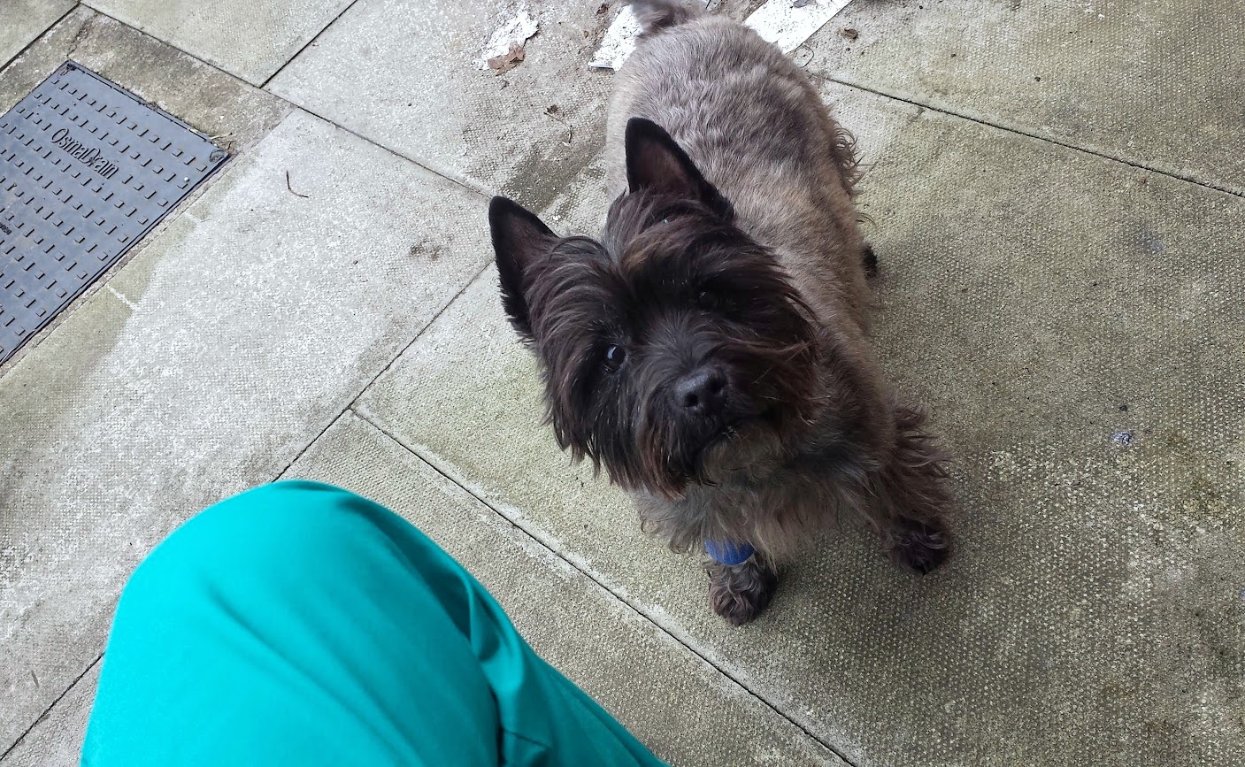 A cairn terrier dog with a blue pressure bandage on his forelimb after having bloods taken from his cephalic vein