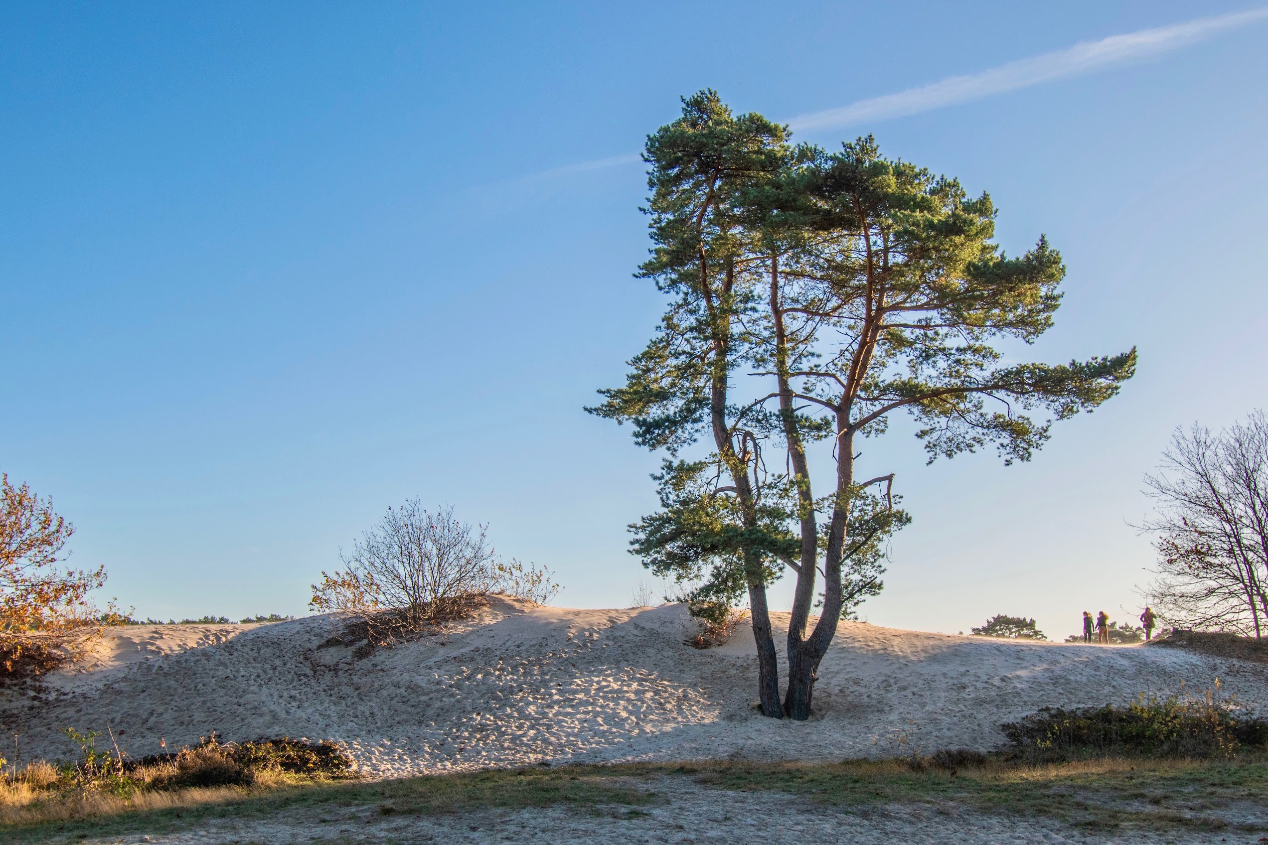 wandelen-soesterduinen