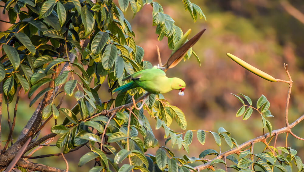 parrot clicked while working from home tips.jpg