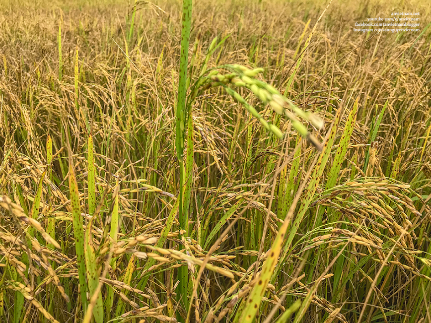 Tây Ninh có gì đẹp: 2 cây thốt nốt Tình Yêu Kvan