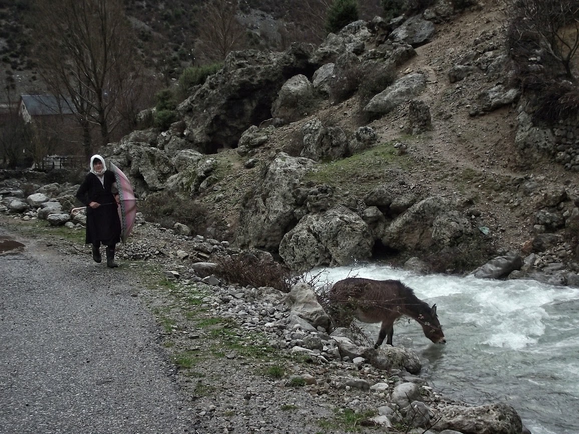 A donkey drinking water in a river in Vukel, Shkoder County, Albania