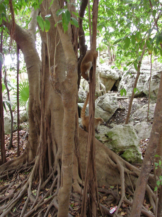 ruines de tulum