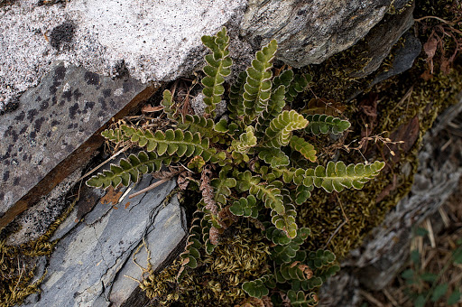 Asplenium Ceterach officinarum