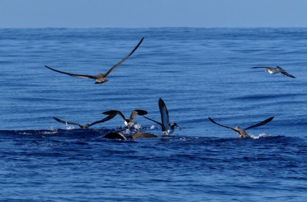 AZORES, 5 ISLAS POR UN PELO: PICO, SÃO JORGE, FAIAL, FLORES Y CORVO - Blogs de Portugal - PICO: BALLENAS Y LAGUNAS (12)