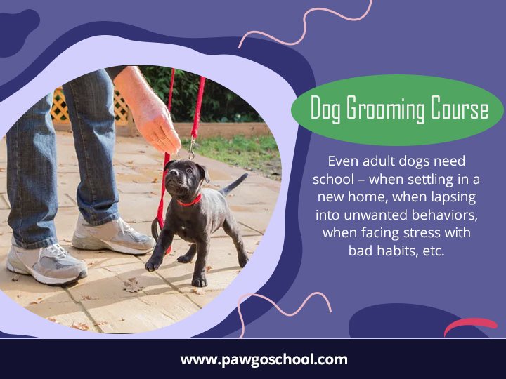 Dog Grooming Course Singapore