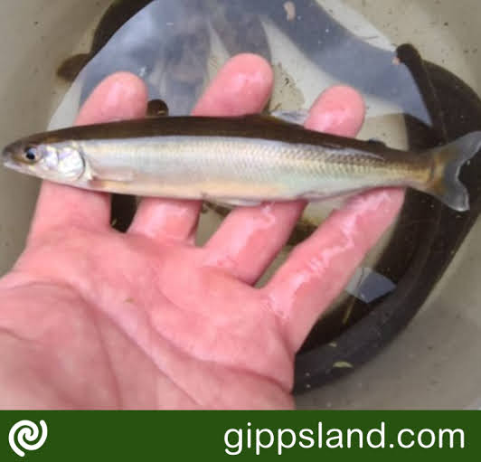 An endangered native fish species, the Australian Grayling, was discovered at the upper end of the recently completed fishway in the Buchan River