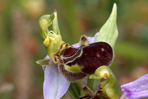 Ophrys apifera