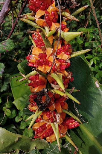 Hedychium gardnerianum