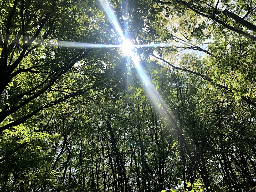 長沼公園 木漏れ日