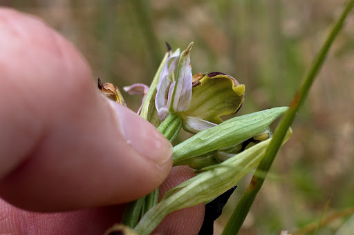 Ophrys apifera