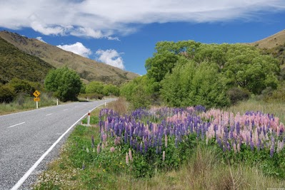 Herrlich duftende Lupinen (Lupinus) beim Aufstieg zum Crown Sattel.