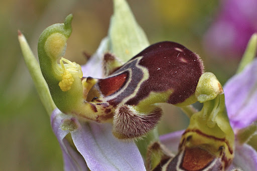 Ophrys apifera