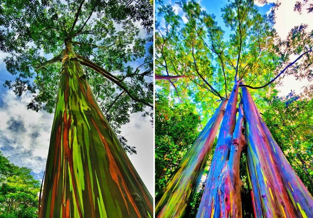 Eucalyptus deglupta, a árvore mais colorida do mundo