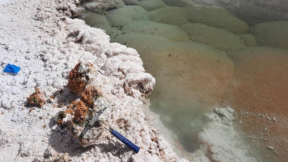 Um martelo de pedra com cabo azul usado para abrir uma formação de estromatólito, revelando um centro rosa