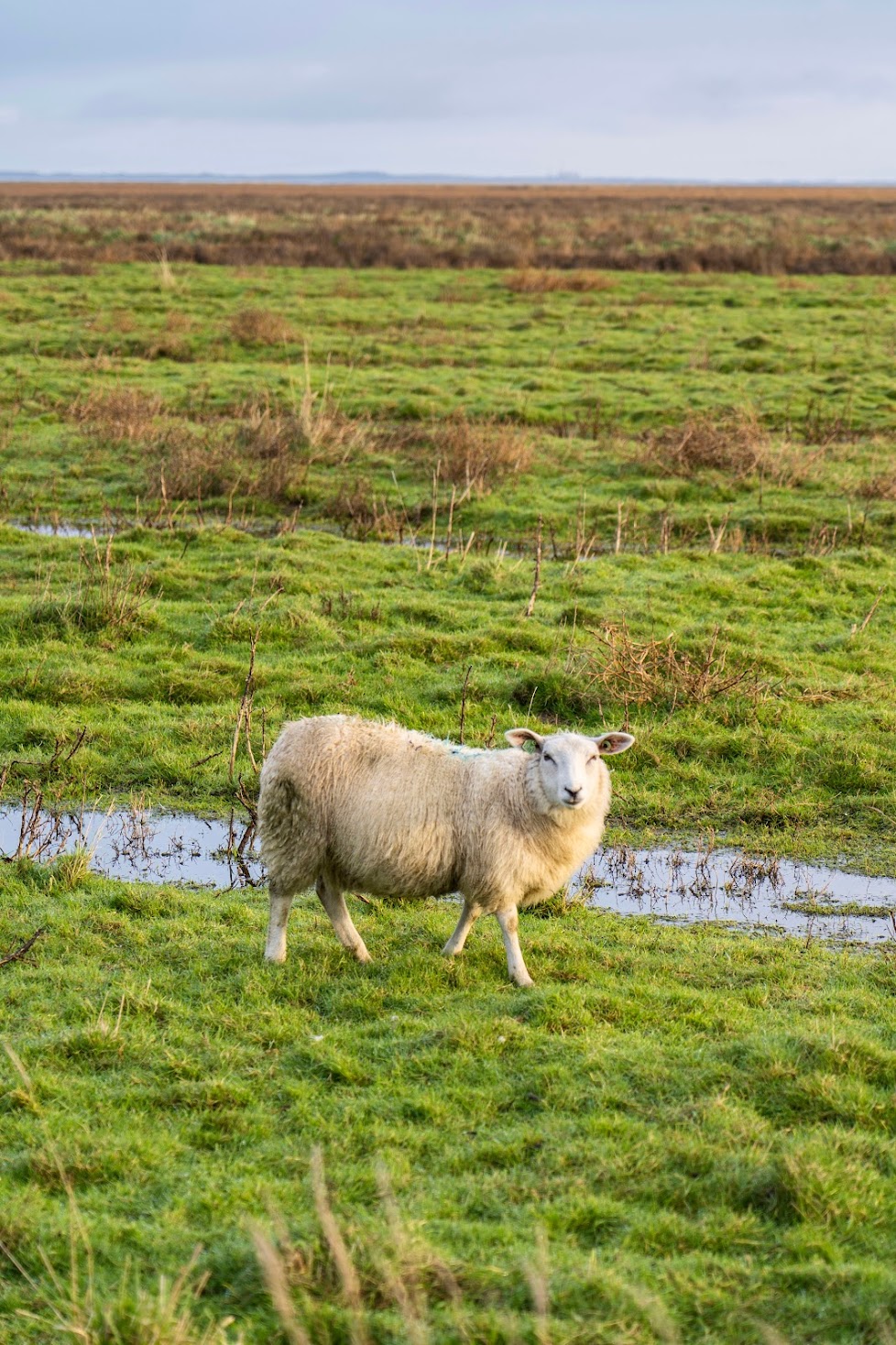 kweldertocht Friesland