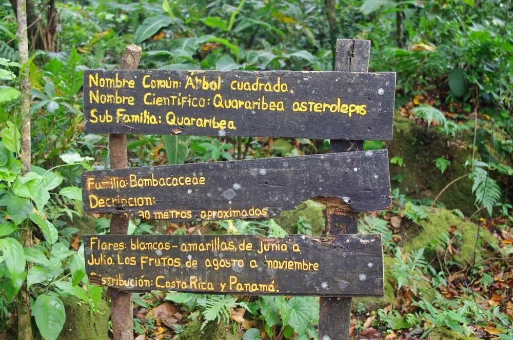 O Vale das Árvores Quadradas no Panamá