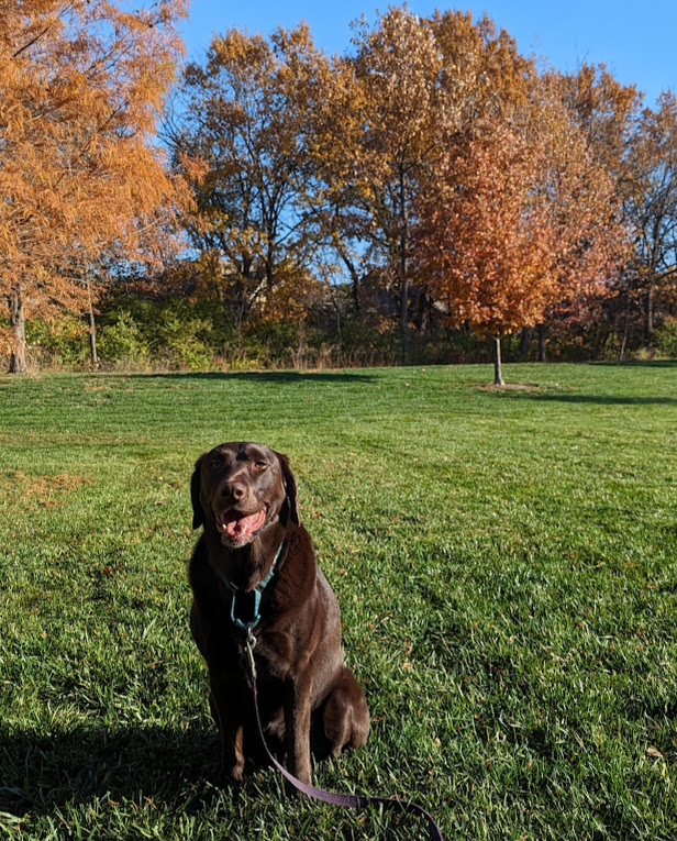 my dog Mojo on a walk in the fall in KC