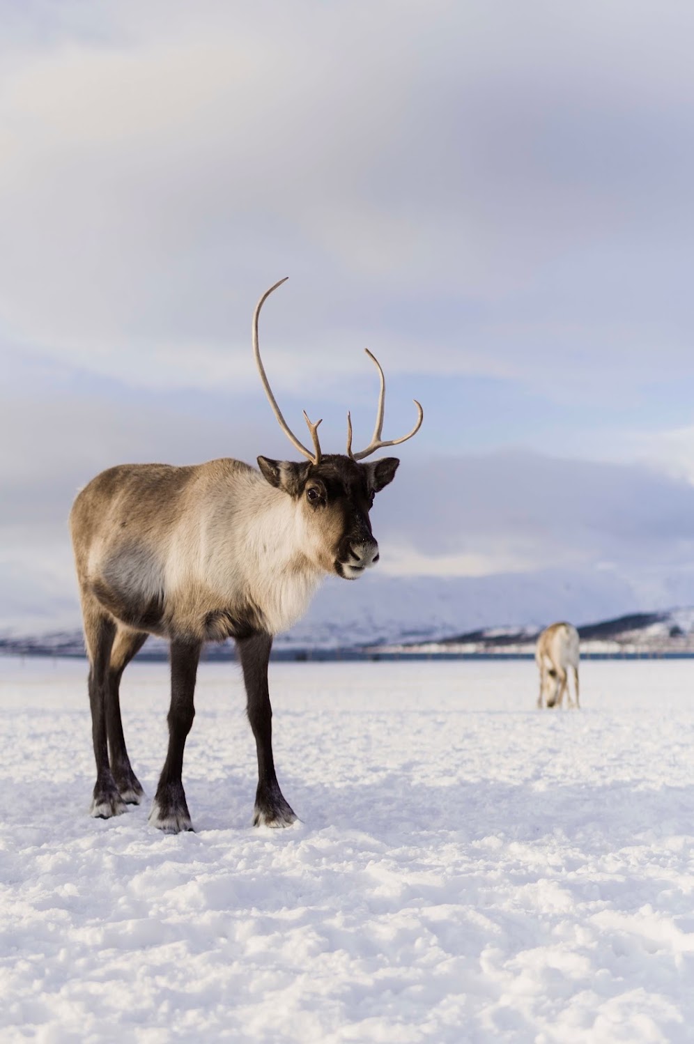Wat is de beste reisorganisatie voor Lapland?