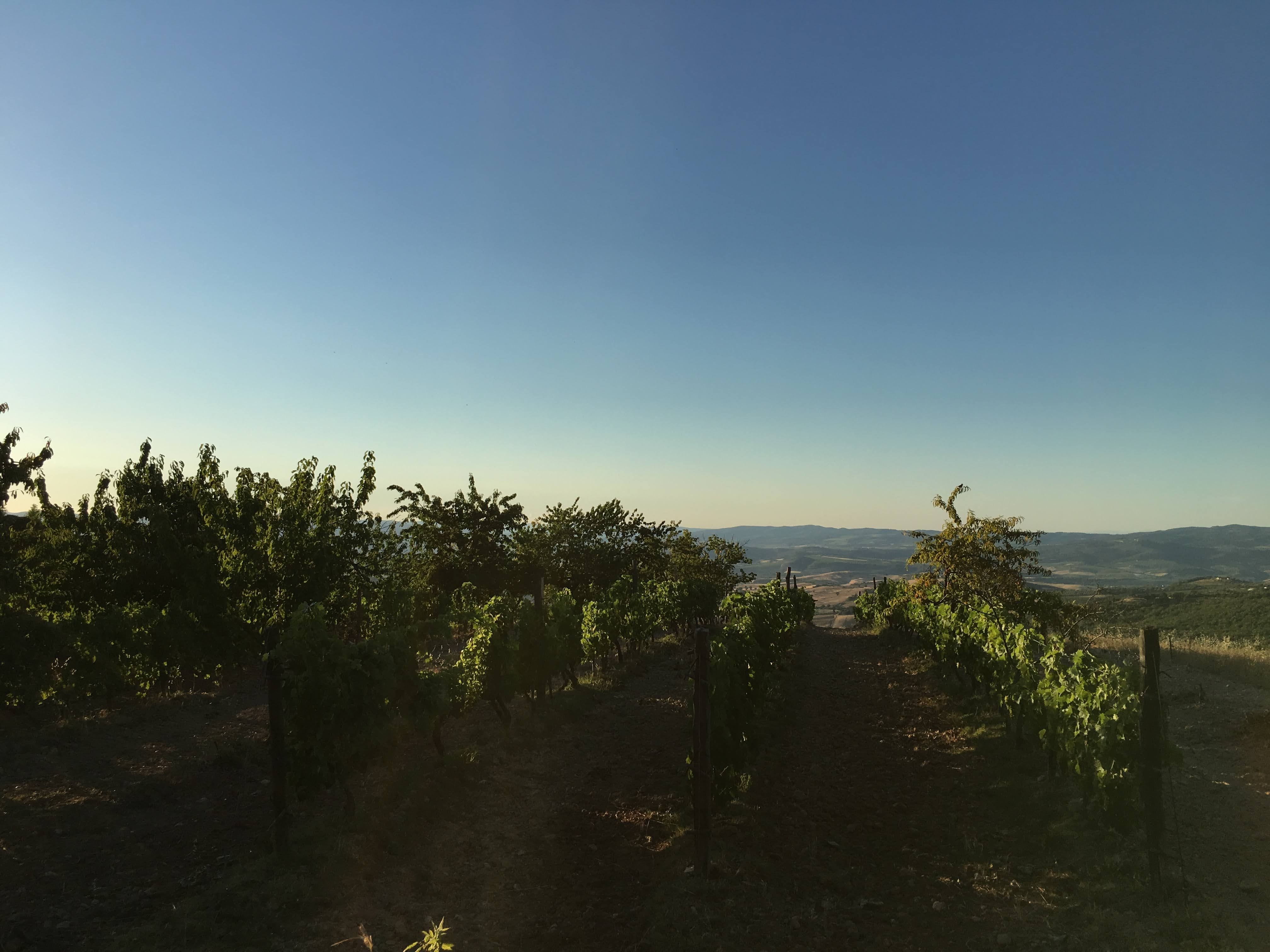 Vigneti di Campinuovi. Il vasto panorama che si gode dai terrazzamenti, si affaccia verso sud sul mare