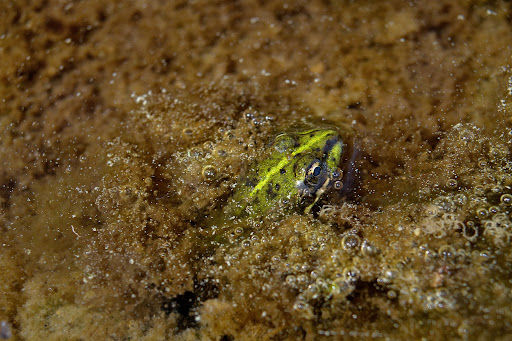 Pelophylax Rana perezi