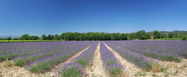 Lavendelfeld bei Lioux