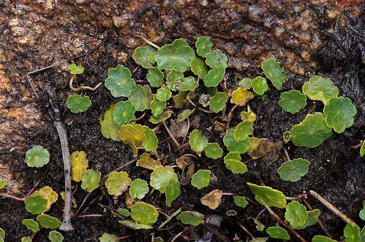 Hydrocotyle vulgaris