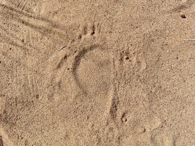Porcupine track in the sand