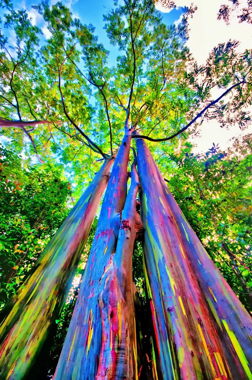 Eucalyptus deglupta, a árvore mais colorida do mundo