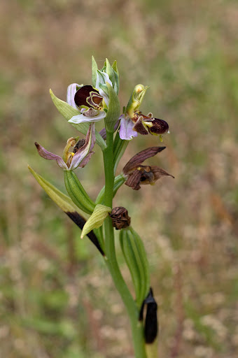 Ophrys apifera