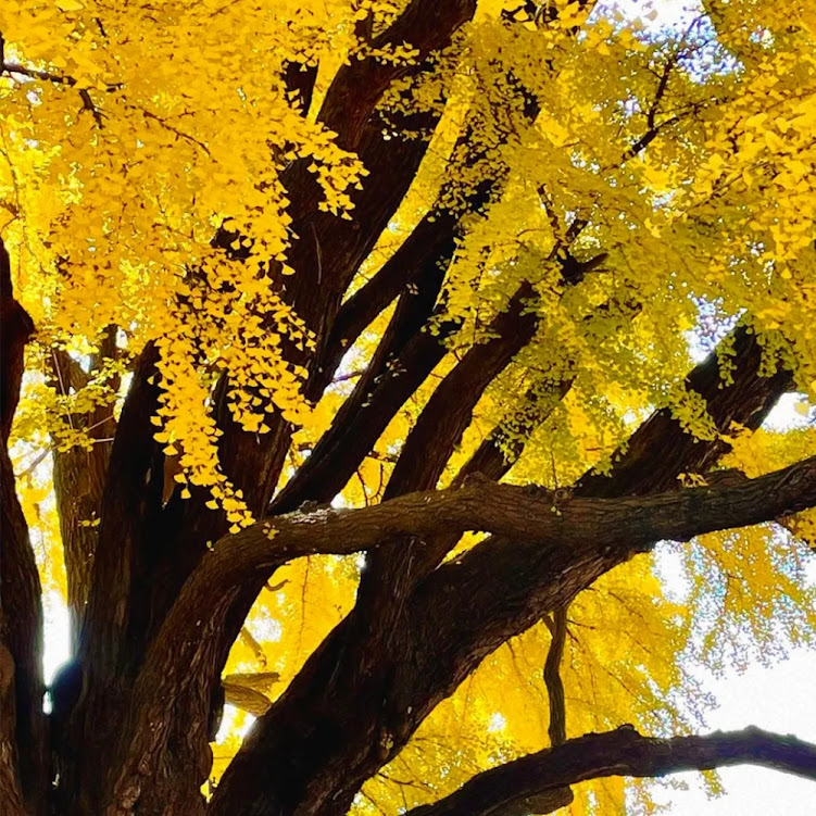 A majestosa árvore Ginkgo de 860 anos da Coreia do Sul