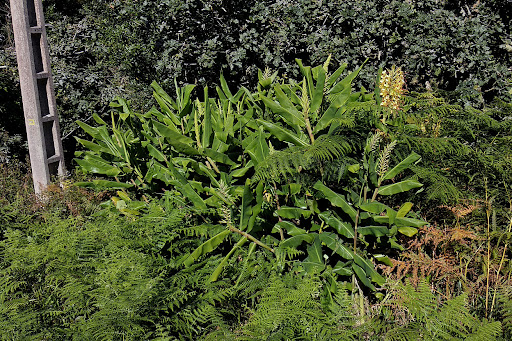 Hedychium gardnerianum