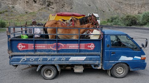 Viehtransport auf kirgisische Art.