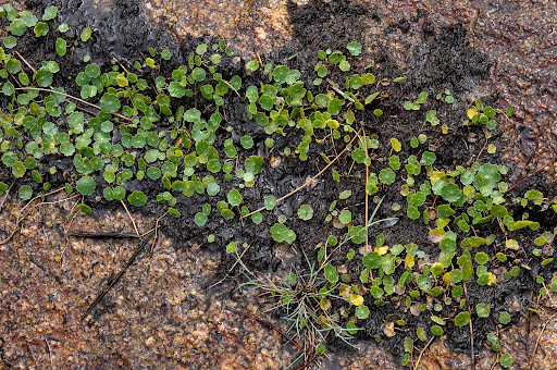 Hydrocotyle vulgaris