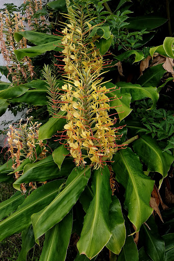 Hedychium gardnerianum