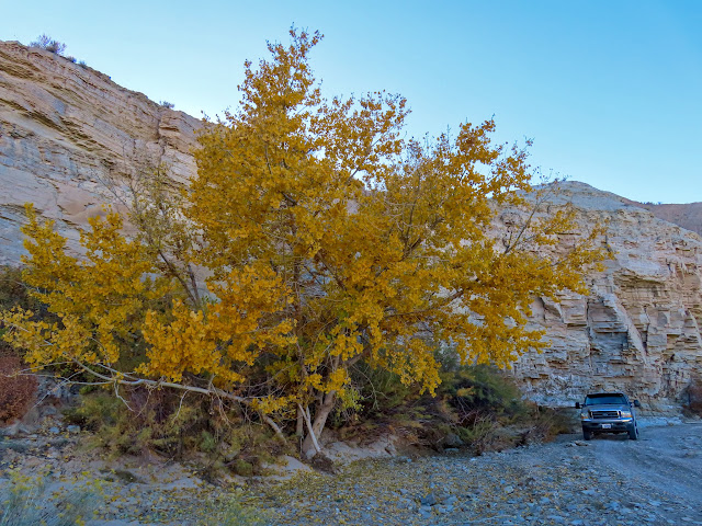 Yellow leaves at the Drips