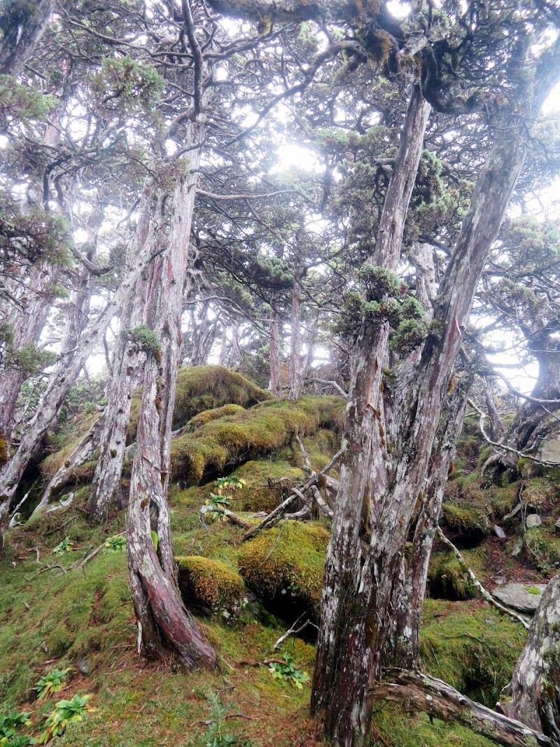 2020_南一段_DAY2 庫哈諾辛山屋~三千營地 ▲關山*