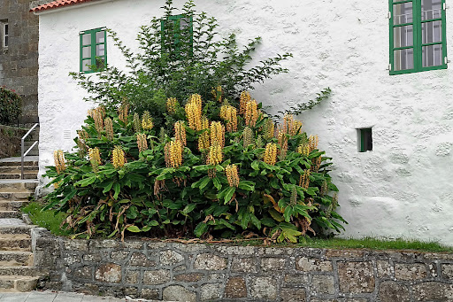 Hedychium gardnerianum