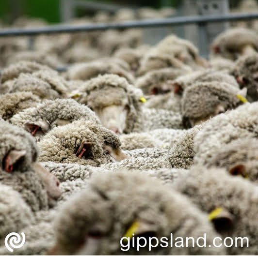 Littleproud highlighted Labor's responsibility for stagnant sheep prices and criticised the lack of inquiry into high supermarket lamb prices