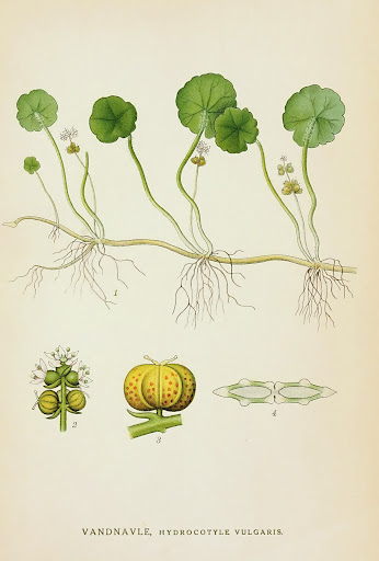 Hydrocotyle vulgaris