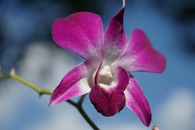 Orchidee in einem Restaurant am Mekong