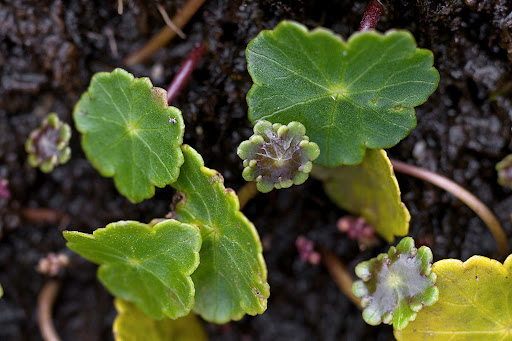 Hydrocotyle vulgaris