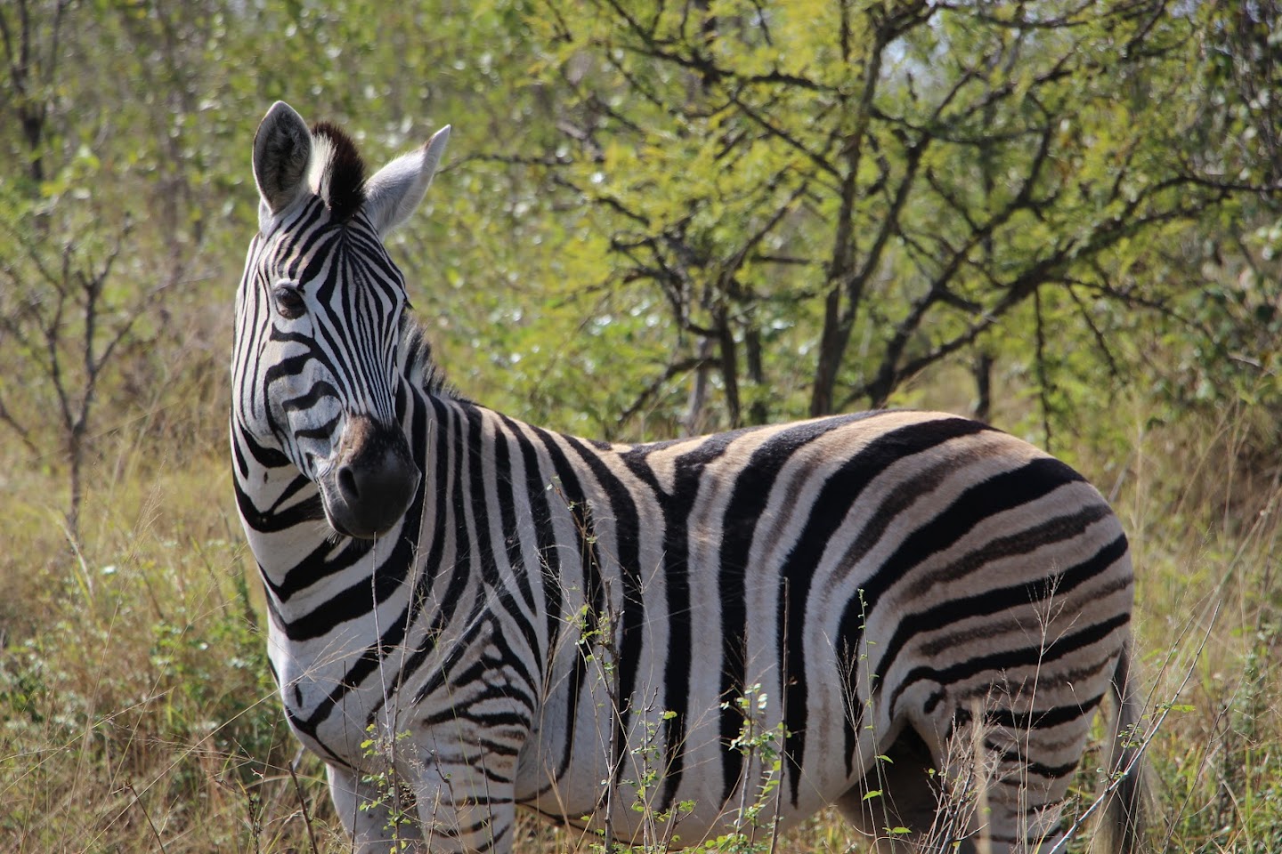 Getting up-close views of a zebra in Kruger National Park, South Africa.