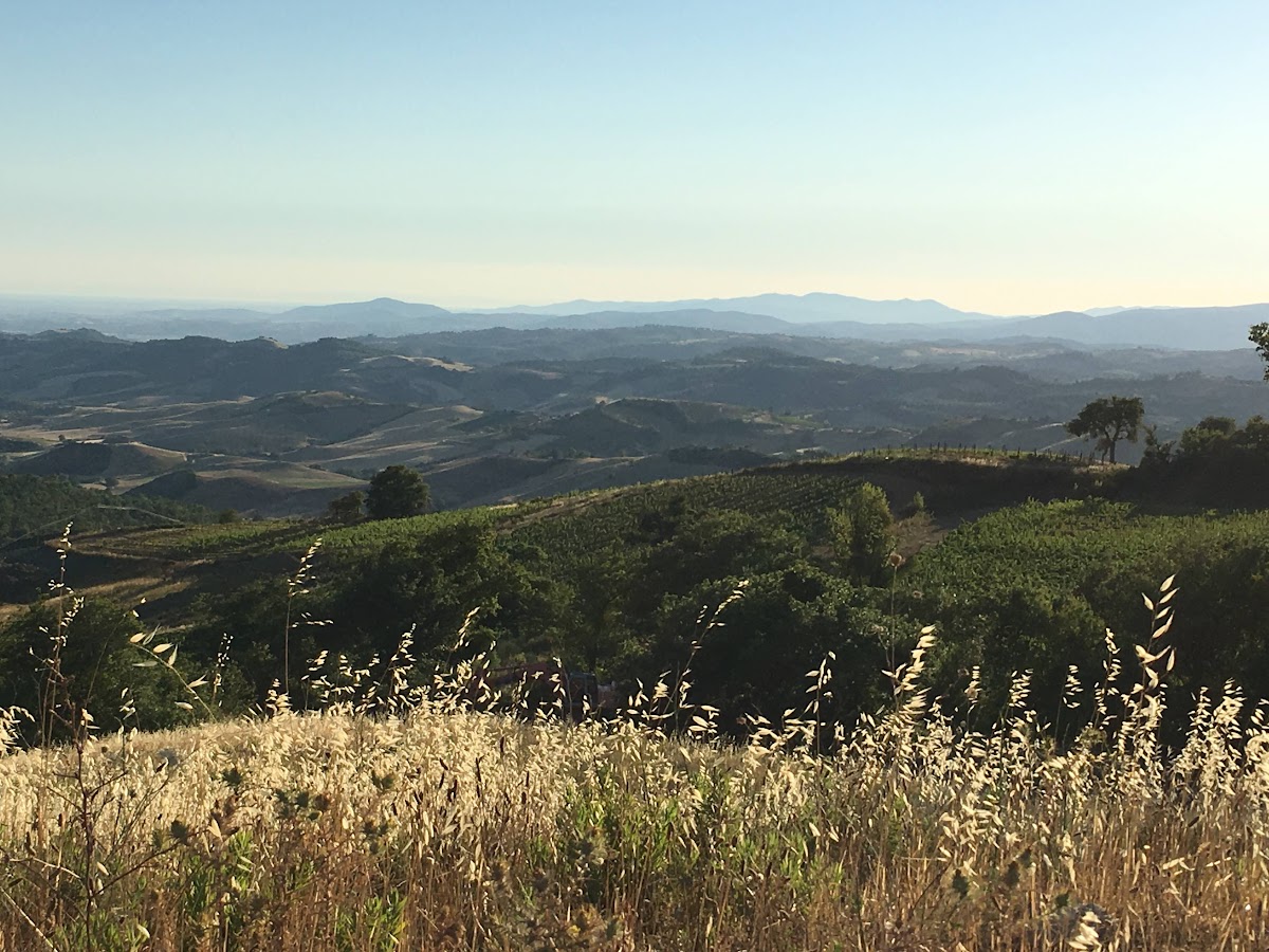 Campinuovi, tra Colline, mare e vento. I vigneti di Campinuovi si trovano in Maremma, sulle colline che da Castiglioncello Bandini e Poggio all'Olmo scendono verso il Tirreno