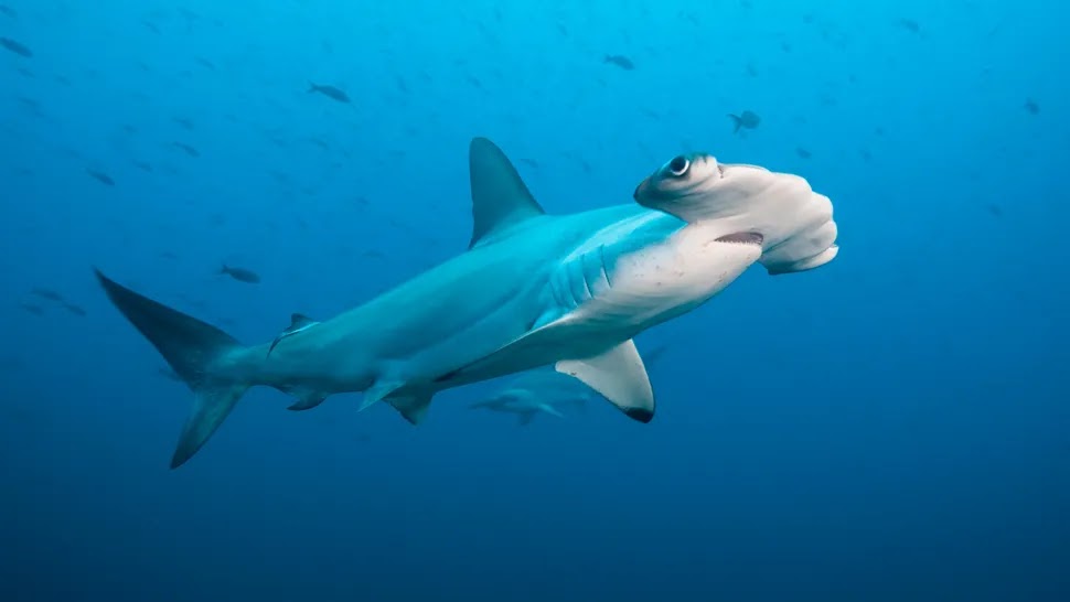 Um tubarão-martelo-recortado nadando nas Galápagos