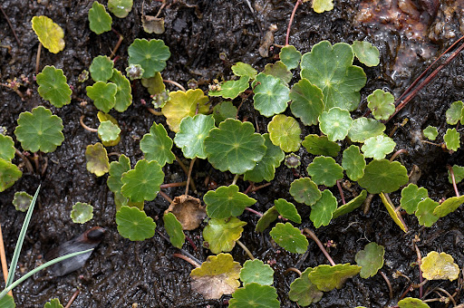 Hydrocotyle vulgaris