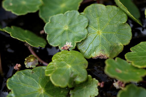 Hydrocotyle vulgaris