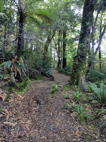 Te Urewera rainforest track