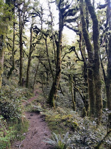 Lake Waikaremoana Track mossy forest