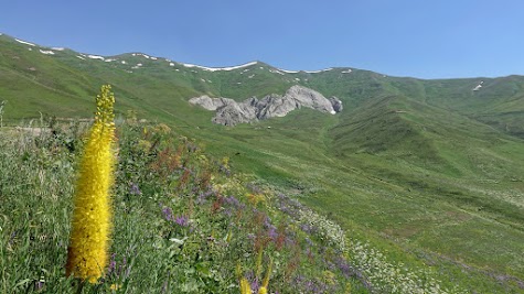 Auf den Bergwiesen gedeihen vielfarbige Blumen.