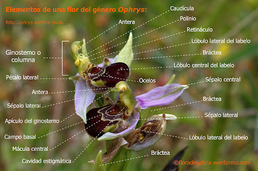 esquema flor Ophrys